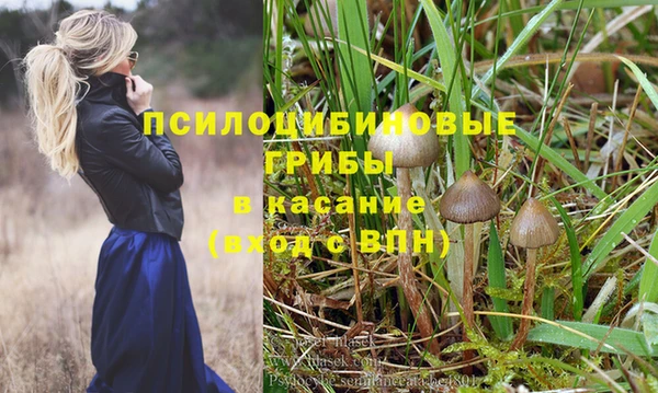 крисы Баксан
